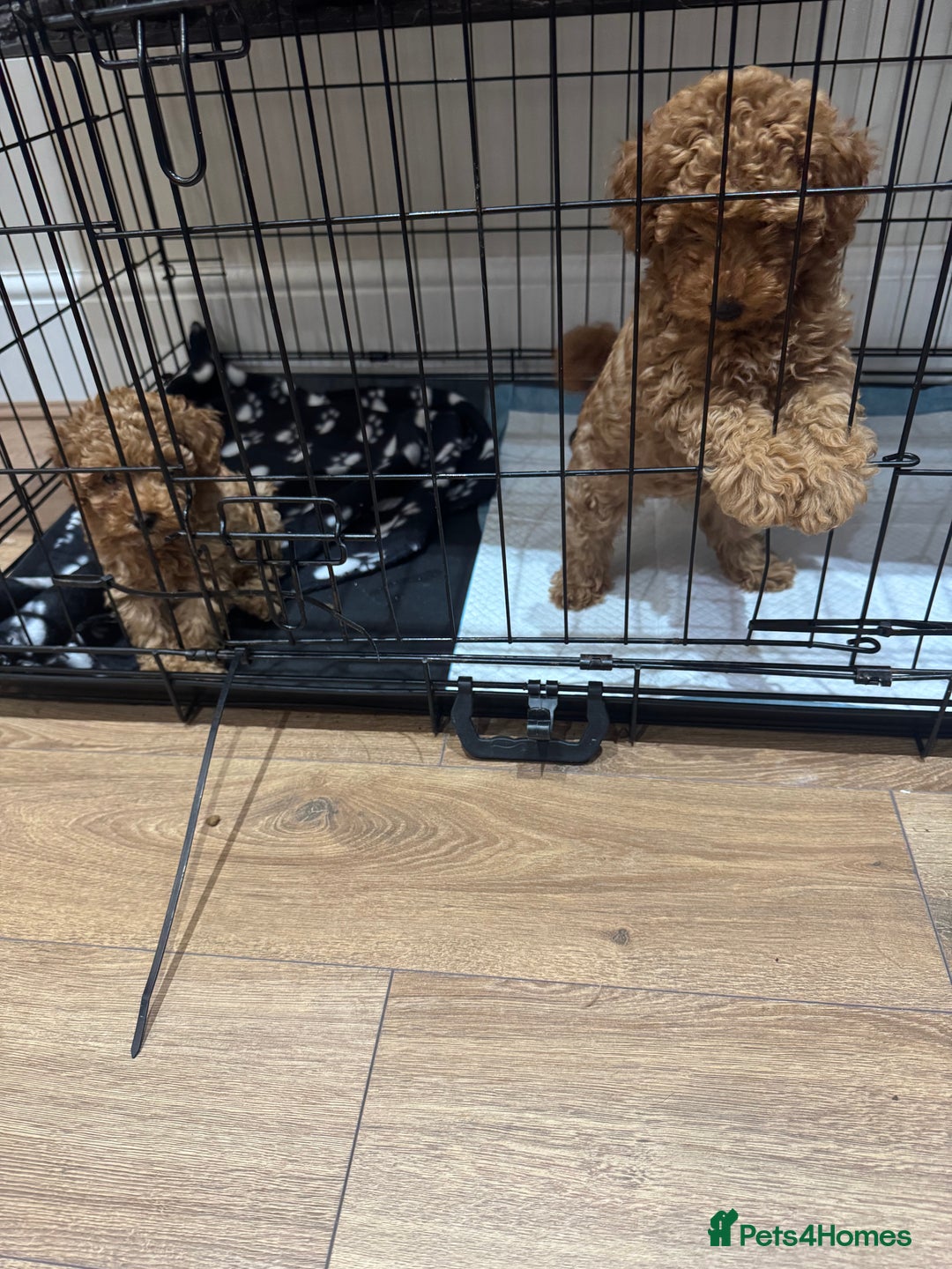 Toy Poodle dogs for sale: Last Toy Poodle girl 🐩 - Image 9
