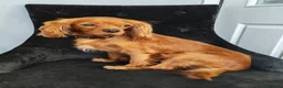Cavalier King Charles Spaniel dogs for sale: Very Happy Cavalier King Charles  - Advert 3