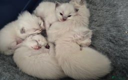Ragdoll cats for sale: Ragdoll babies ready September ❤️ 1 boy left  - Image 2