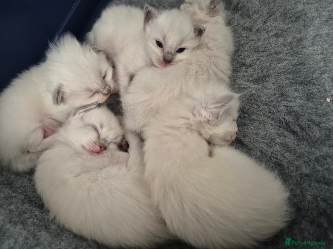 Ragdoll cats for sale: Ragdoll babies ready September ❤️ 1 boy left  - Image 2