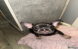 French Bulldog dogs for sale: Frenchie pups for sale  - Image 12