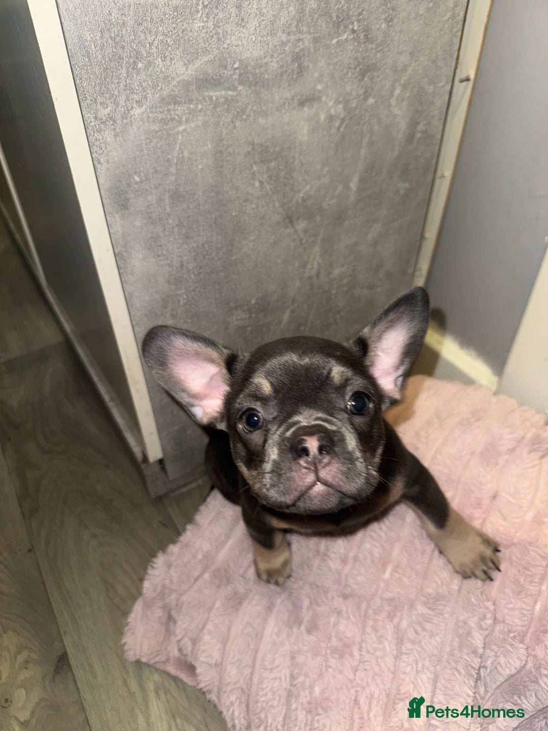 French Bulldog dogs for sale: Frenchie pups for sale  - Image 12
