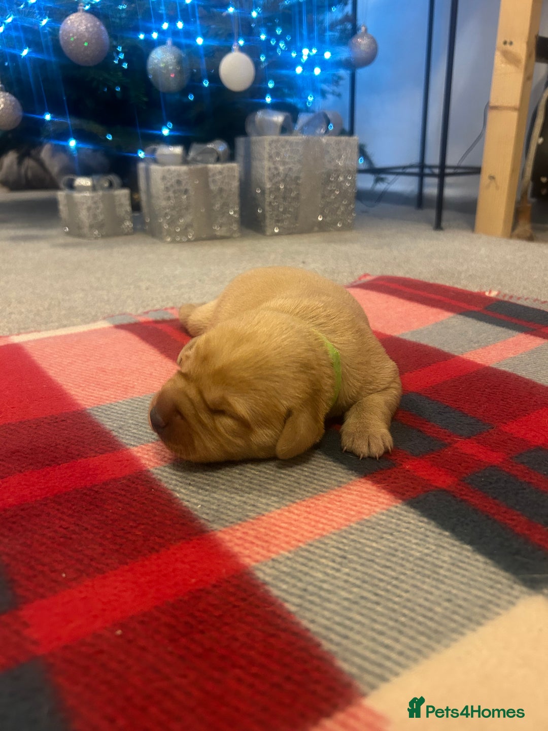 Labrador Retriever dogs for sale: Labrador puppies for sale  - Advert 23