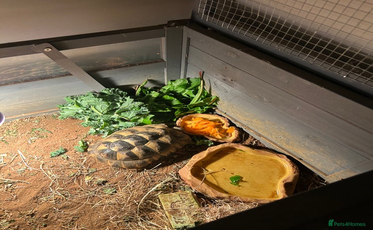 Tortoise reptiles - Advert 9