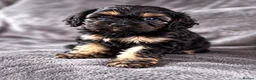 Cavapoo dogs for sale: First sneak peek of these adorable Cavapoo’s - Advert 6