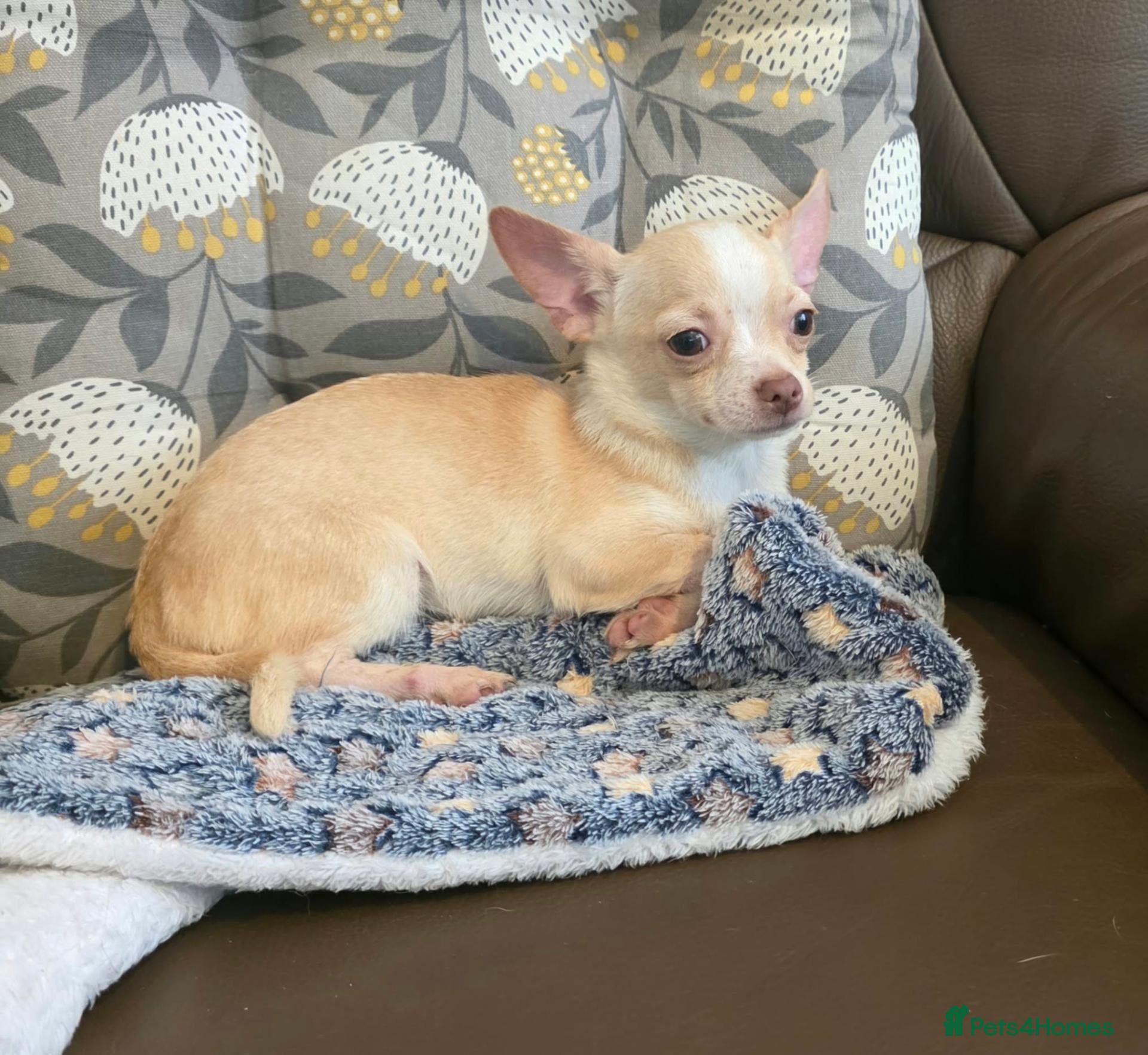 Chihuahua dogs Gorgeous Kc reg chihuahuas - Advert 7
