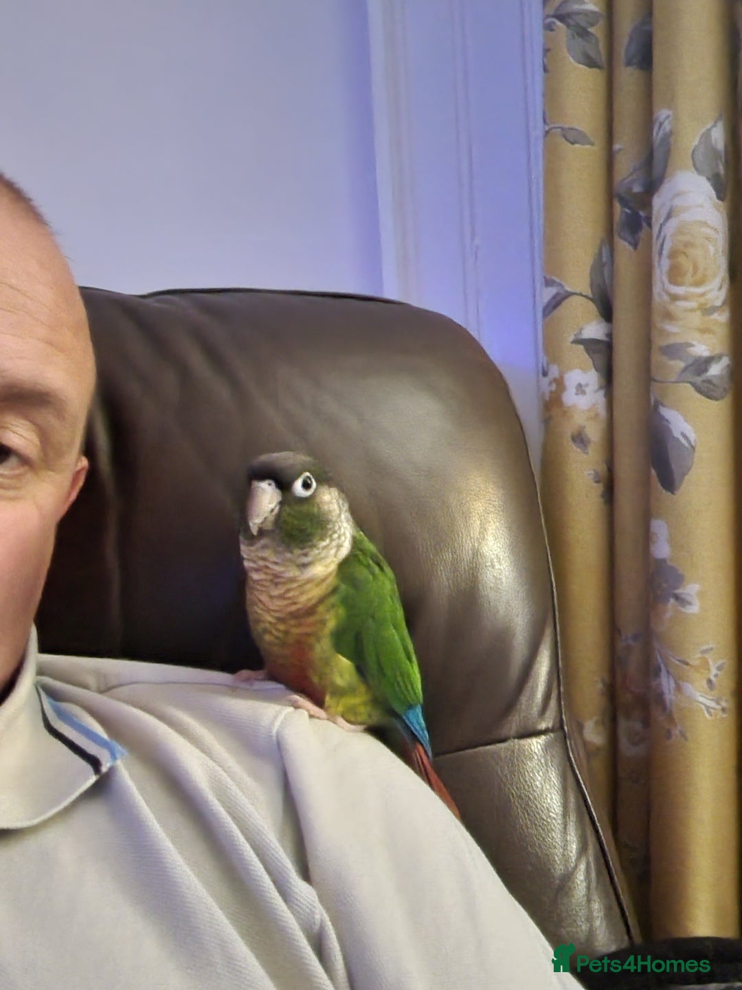 Conures birds for sale: Bonded green cheek couners  - Image 7