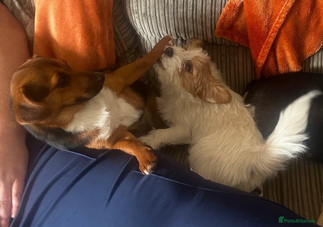 Mixed Breed dogs for sale: 2 lhasa jack russell bitches - Advert 1