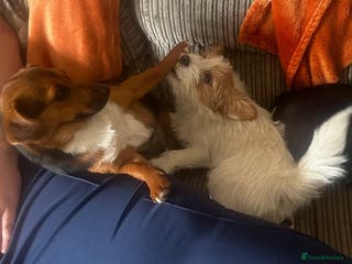 Mixed Breed dogs 2 lhasa jack russell bitches - Advert 2