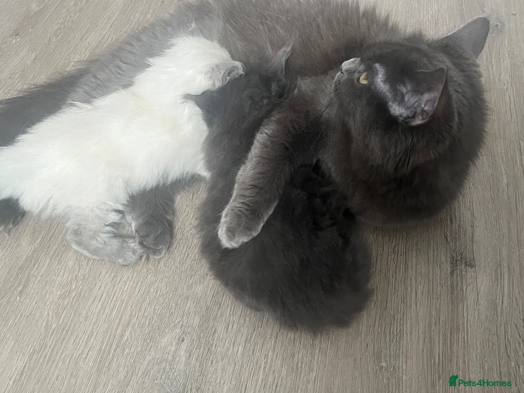 Mixed Breed cats for sale: Ragdoll/Persian kittens - Advert 5