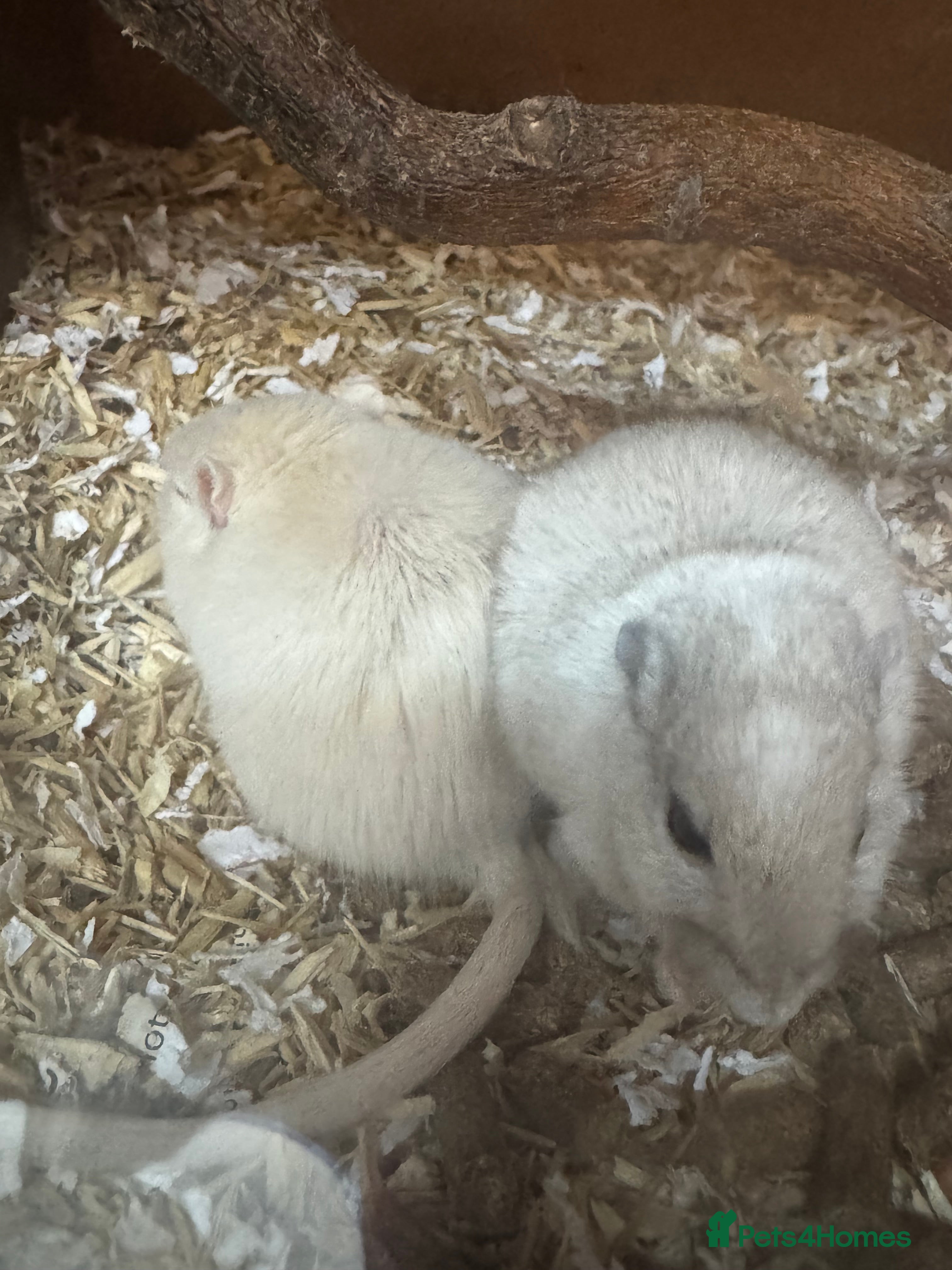 Gerbil rodents Male and female gerbils  - Advert 1