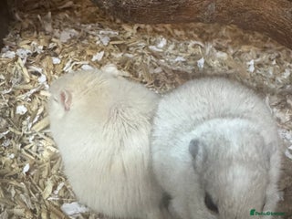 Gerbil rodents Male and female gerbils - Advert 1