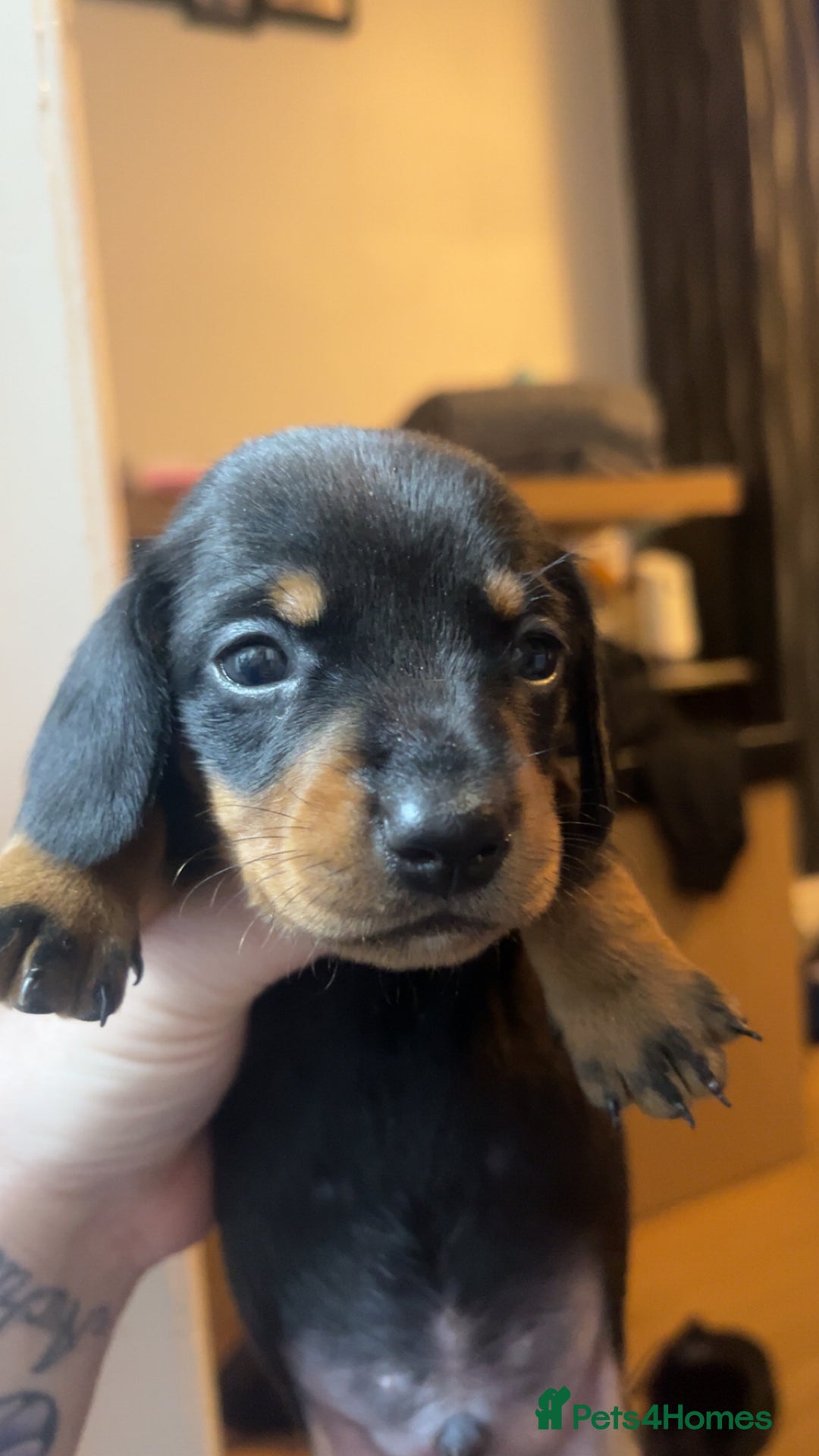 Dachshund dogs for sale: Exceptional Puppies 1 Boy boy left  - Advert 11