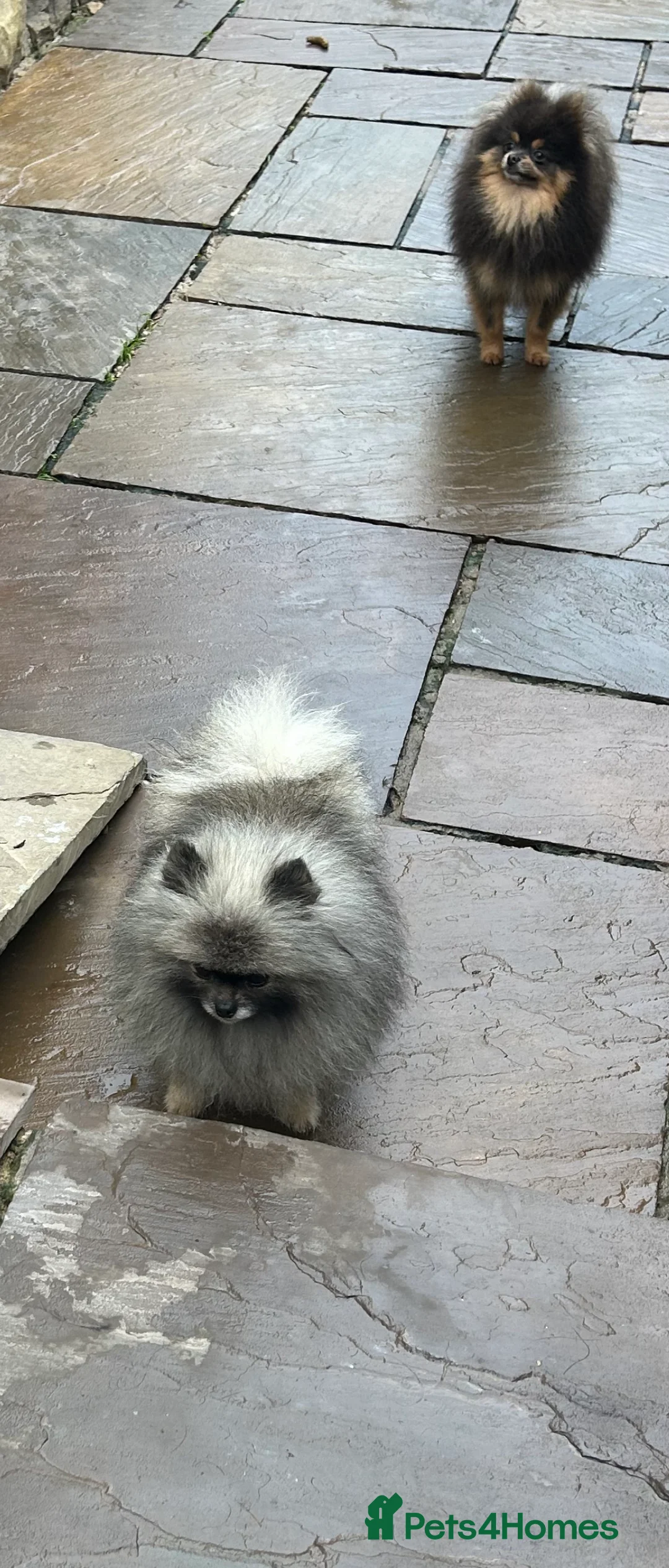 Pomeranian dogs for stud: Outstanding Tiny Stud Boy kc in Pontefract - Advert 4