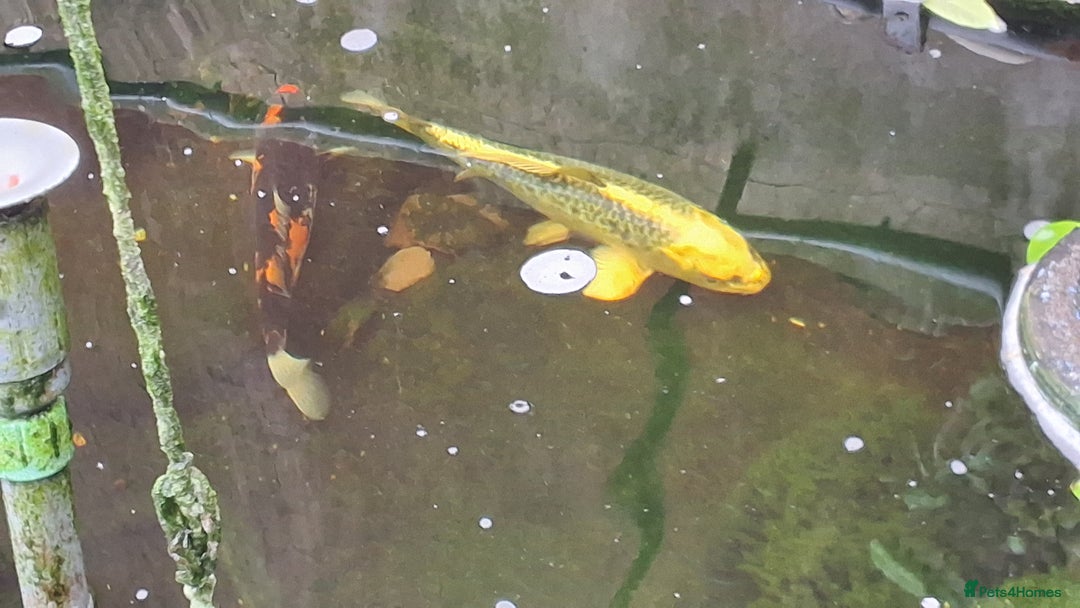 Koi Carp fish for sale: 3 x koi carp - Image 2