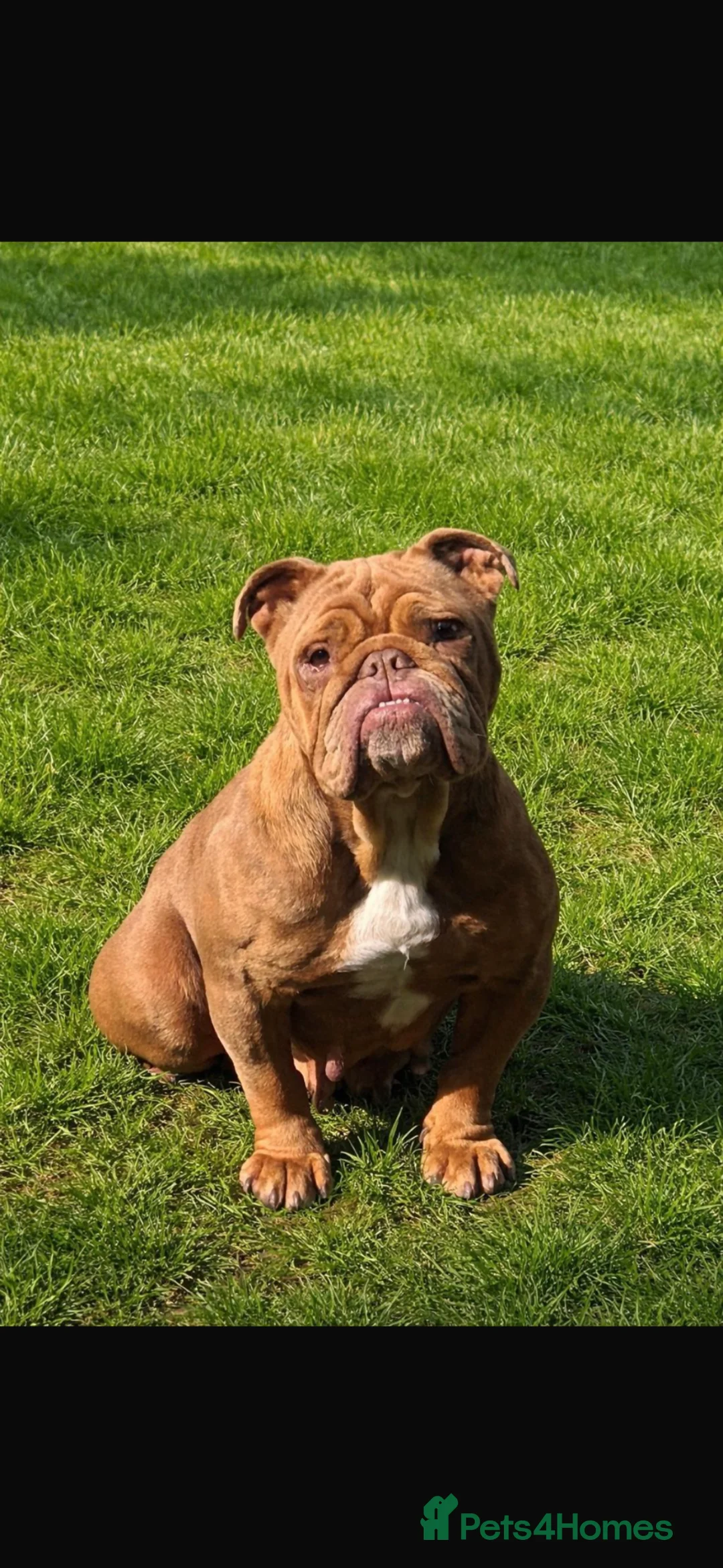 English Bulldog dogs for sale: English bulldog 10 weeks old puppy  - Advert 2