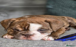 English Bulldog dogs for sale: English Bulldog puppie- Chocolate/tan & Brindle - Image 17