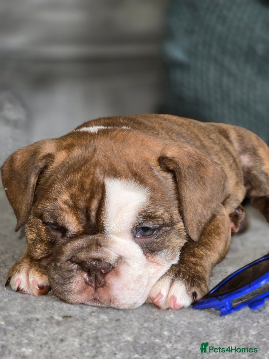 English Bulldog dogs for sale: English Bulldog puppie- Chocolate/tan & Brindle - Image 17