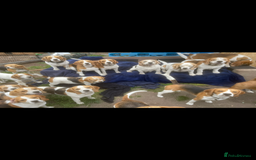 Beagle dogs for sale: 2 adult bitches and a 6 month tri boy - Image 9