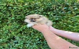 Pomeranian dogs for sale: Very Small Golden🧸Teddy Face Girl - Image 5