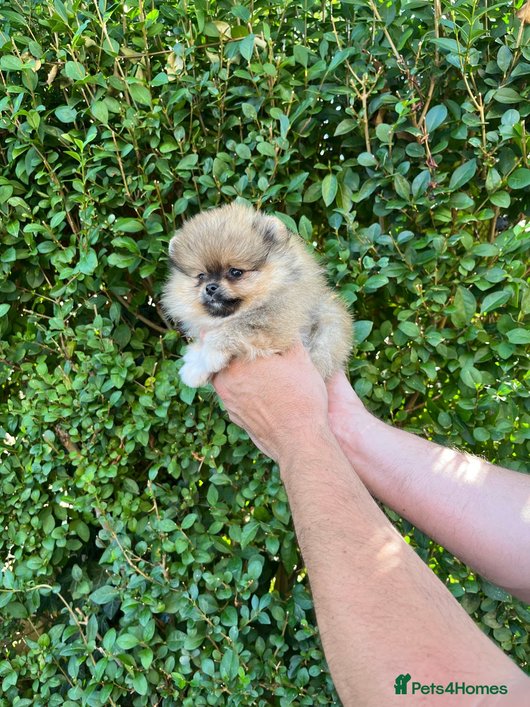 Pomeranian dogs for sale: Very Small Golden🧸Teddy Face Girl - Image 5