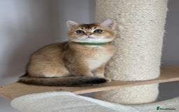 British Shorthair cats for sale: ‼️LAST KITTEN LEFT ‼️BSH Golden kittens  - Image 27