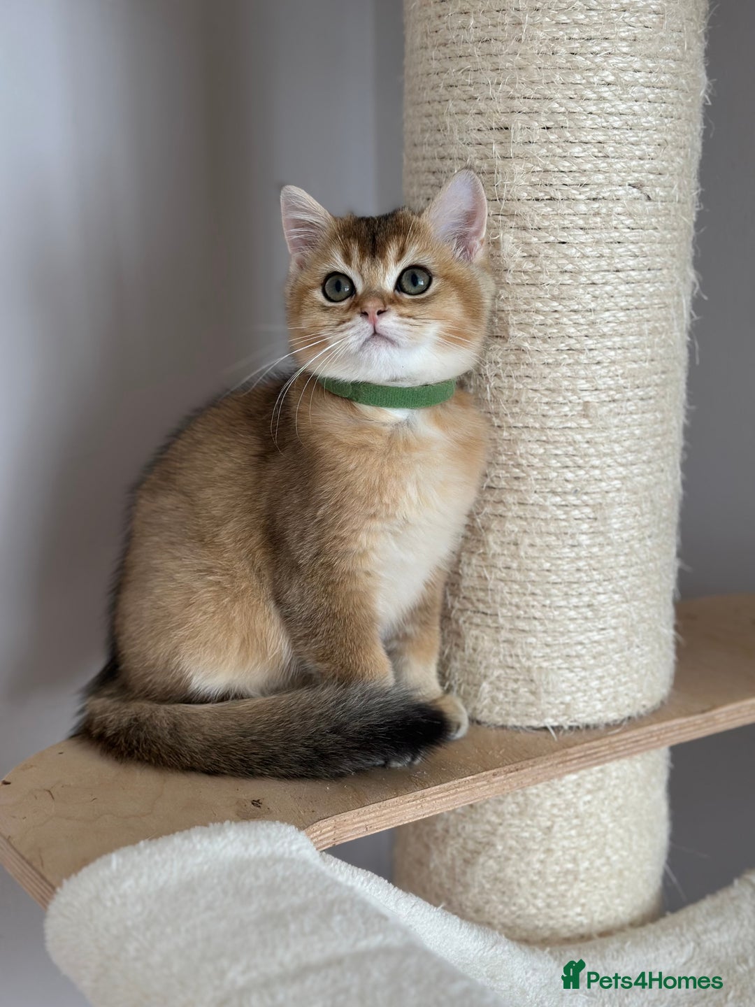 British Shorthair cats for sale: ‼️LAST KITTEN LEFT ‼️BSH Golden kittens  - Image 27