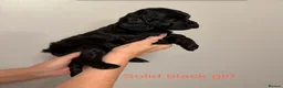 Cockapoo dogs for sale: F2Bb cockapoo puppies - Advert 7
