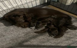 Cocker Spaniel dogs for sale: PURE WORKING CHOCOLATE COCKER SPANIELS  - Advert 1