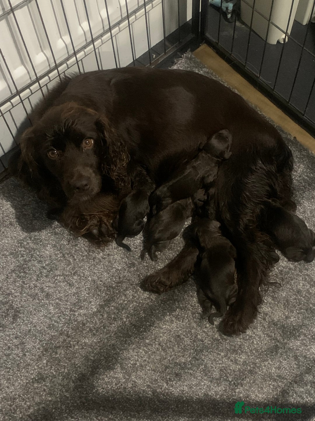 Cocker Spaniel dogs for sale: PURE WORKING CHOCOLATE COCKER SPANIELS  - Advert 1