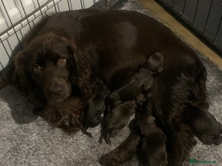 Cocker Spaniel dogs PURE WORKING CHOCOLATE COCKER SPANIELS - Advert 1