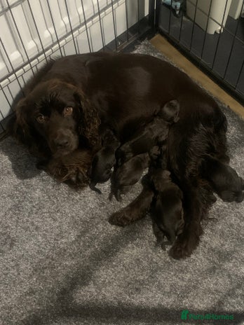 Cocker Spaniel dogs PURE WORKING CHOCOLATE COCKER SPANIELS - Advert 12