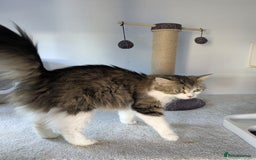 Maine Coon cats for sale: Maincoon - Image 21