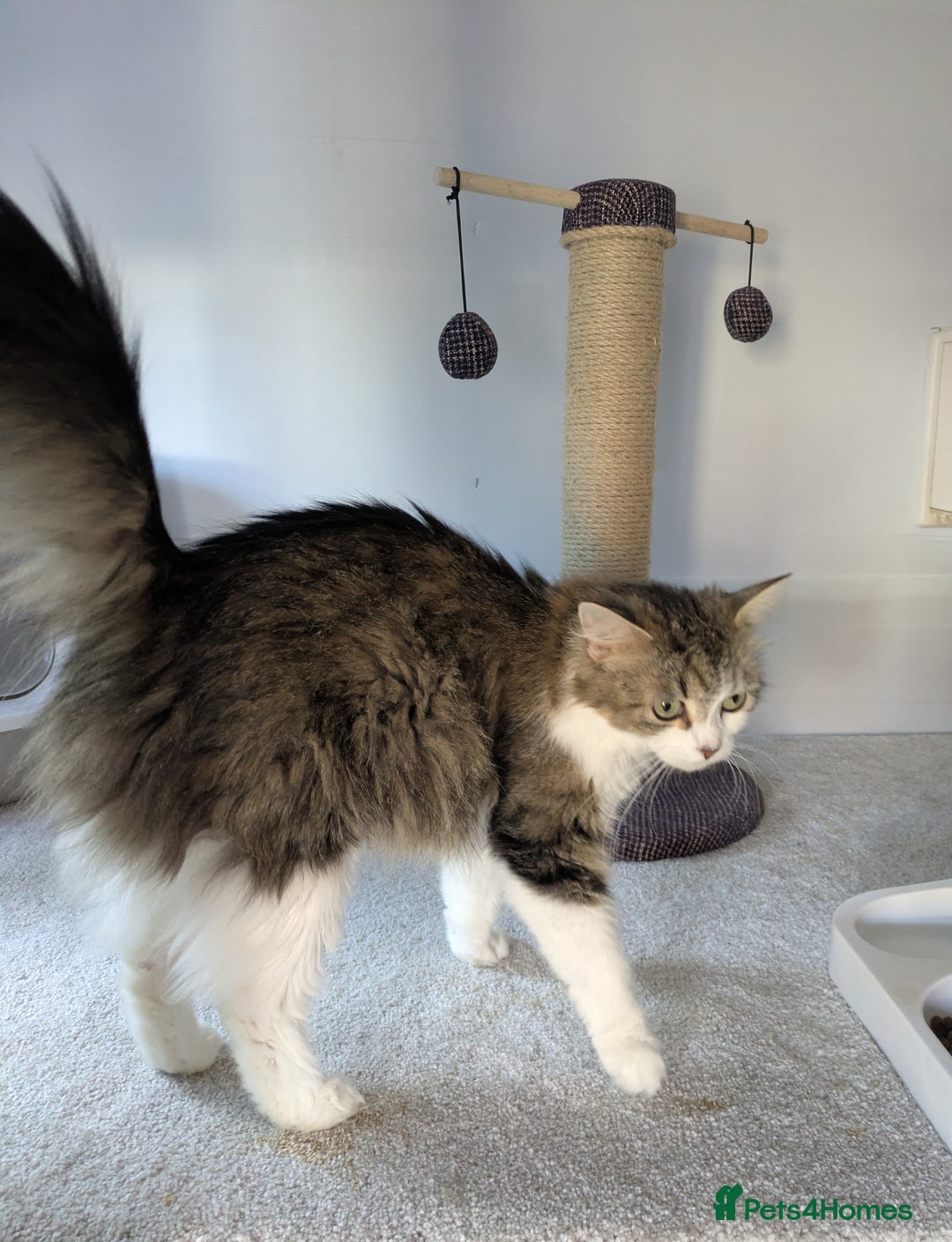 Maine Coon cats for sale: Maincoon - Image 21