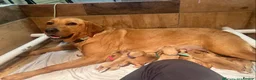 Labrador Retriever dogs for sale: Labrador Retriever Puppy - Advert 7