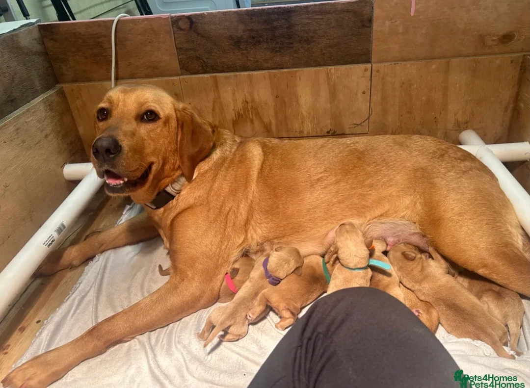Labrador Retriever dogs for sale: Labrador Retriever Puppy - Advert 7