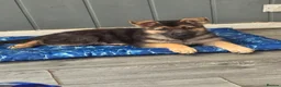 German Shepherd dogs for sale: German shepherd pups - Advert 8