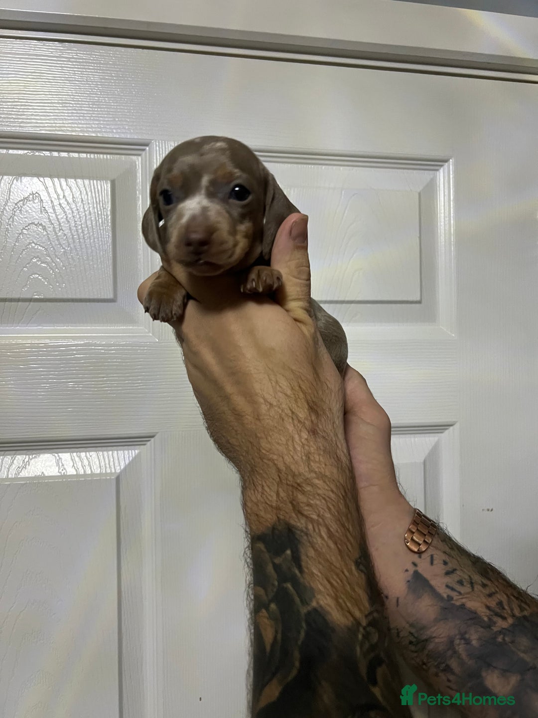 Miniature Dachshund dogs for sale: Isabelle tan dapple miniature dachshund KC reg - Advert 6