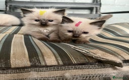 Ragdoll cats for sale: Ragdoll kittens READY NOW  - Image 7