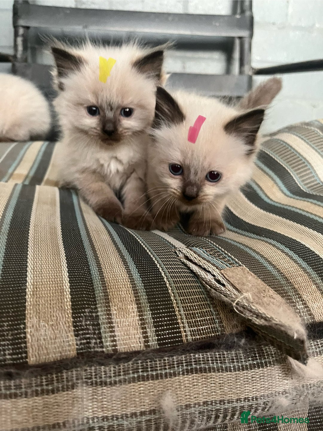 Ragdoll cats for sale: Ragdoll kittens READY NOW  - Image 7