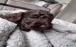 Cockapoo dogs for sale: Cockerpoos  - Image 2