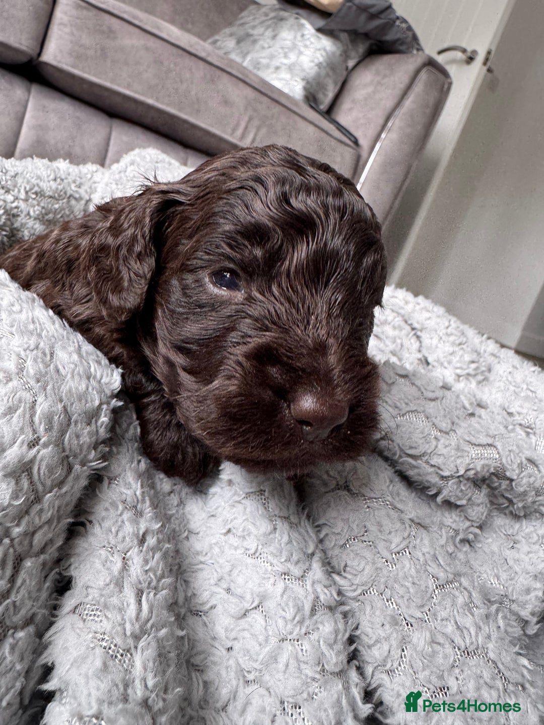 Cockapoo dogs for sale: Cockerpoos  - Image 2