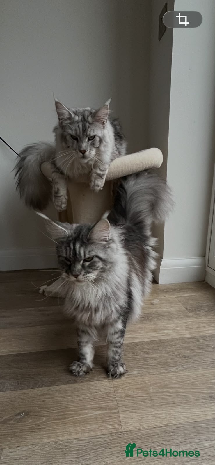 Maine Coon cats for sale: Stunning Baby  - Advert 1