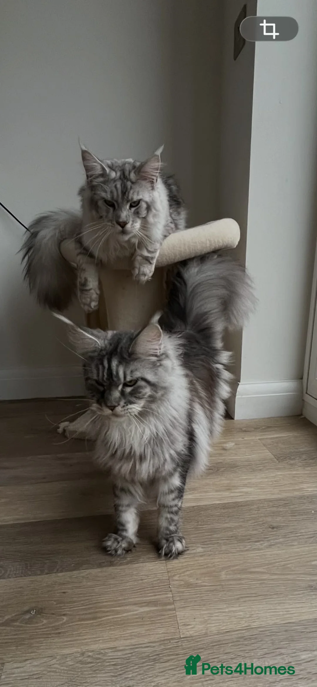 Maine Coon cats for sale: Stunning Baby  in Hull - Advert 1