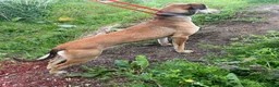 Lurcher dogs for sale: Saluki bull greyhound  in Hereford - Advert 1