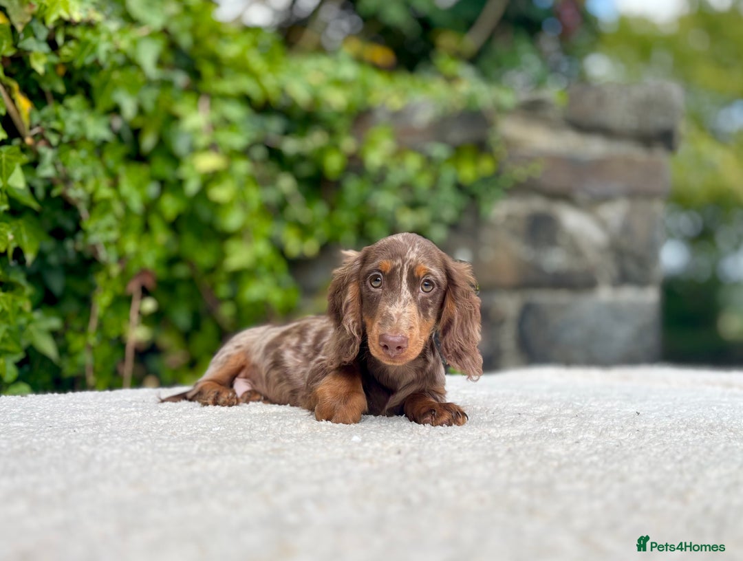 Miniature Dachshund dogs for sale: Long Haired Miniature Dachshunds - READY NOW! - Image 10