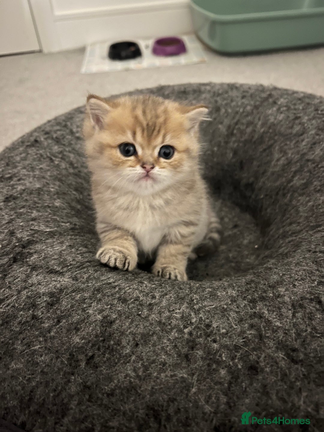 British Shorthair cats for sale: Two golden British Shorthair females - Advert 14