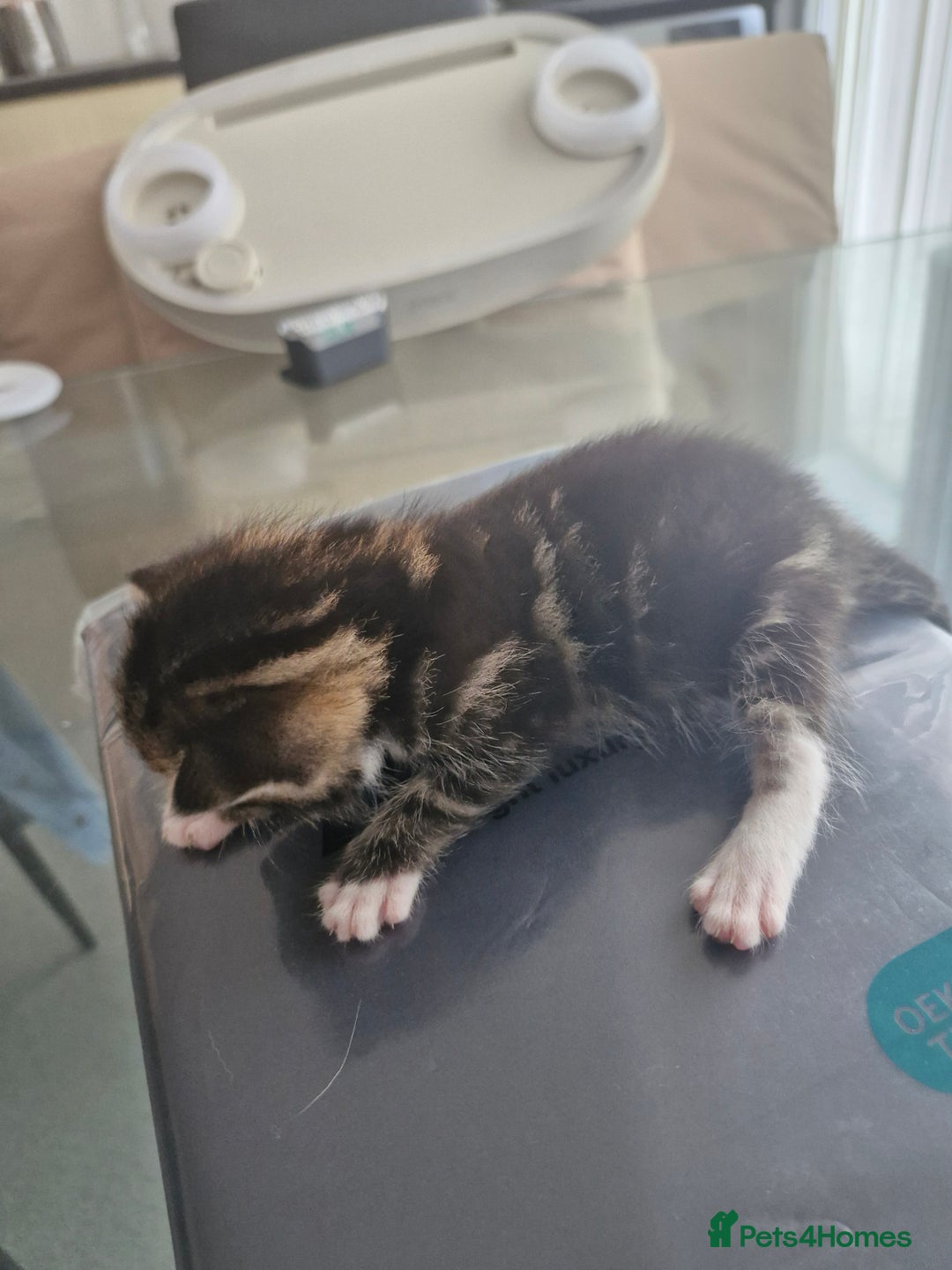 Abyssinian cats for sale: Beautiful & very therapeutic to watch them grow :) - Image 3