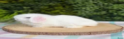 Mini Lop rabbits for sale: Friendly Mini Lops - Advert 3