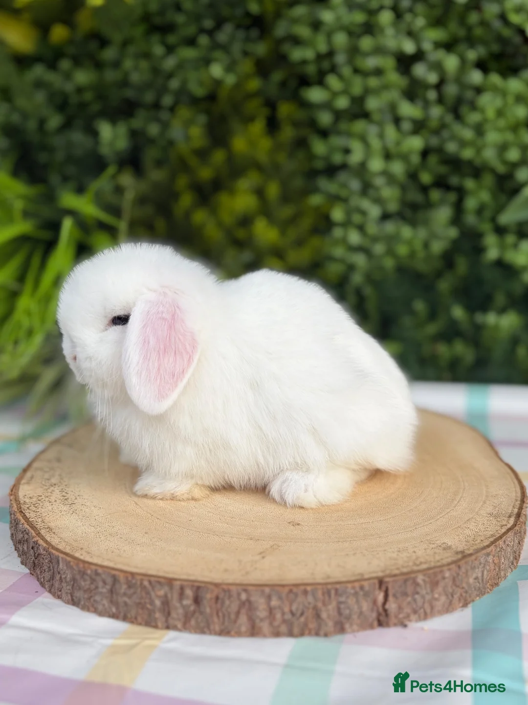 Mini Lop rabbits for sale: Friendly Mini Lops - Advert 3